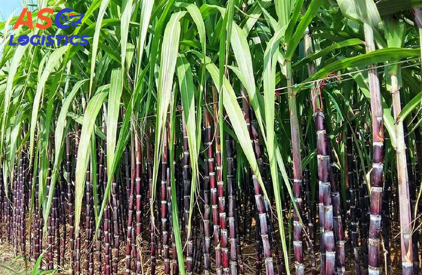 Export of purple sugarcane to Korea